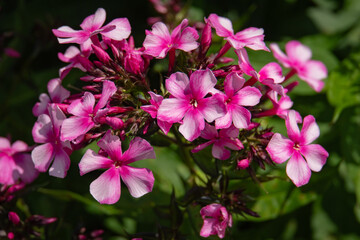 Phlox cluster of blossoms with light pink petals and dark pink centers named  "Miss Ellie" 
