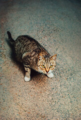 A cute stray cat, standing on the pavement with a frightened expression. Animal welfare and the struggles faced by stray animals in urban environments.
