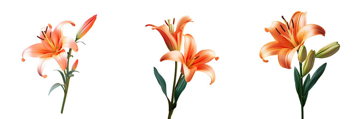 Close up bouquet of orange Easter Lily flowers isolated on transparent background