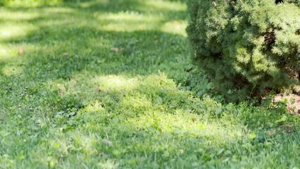A low angle view of an exterminator puffing smoke treatment into a ground bees nest.  	