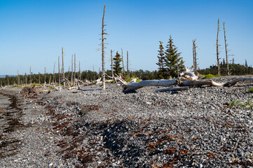 Steiniger Küstenabschnitt mit abgestorbenen Bäumen  - Alaska