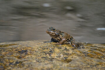 Little cute  spotted frog in a rock by a river 