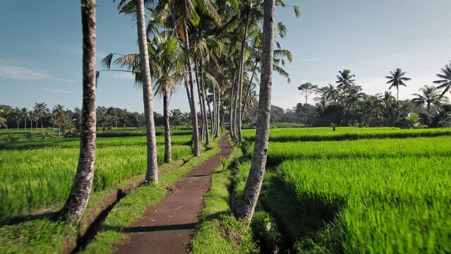 Going through authentic Banjar rice terraces near Ubud village at Bali island, Indonesia.
Steady drone footage with a row of dramatic palm trees shadows in the morning and a deep blue sky