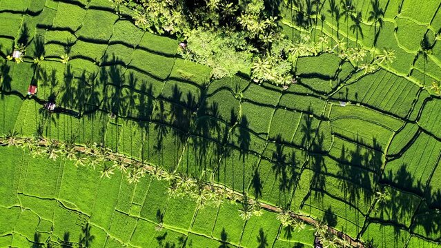 Drone flight descending above authentic Banjar rice terraces near Ubud village at Bali island, Indonesia.
Aerial footage with a row of palm trees with long shadows in the morning