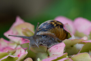 una lumaca in giardino