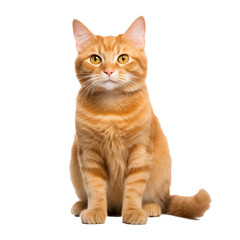 Cute orange cat American bobtail sitting isolated on white background