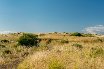 Obraz premium An endless field with dry tall grass and green bushes against the blue sky. Horizon of sky and wild meadow.