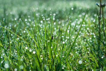 morning grass in sunlight