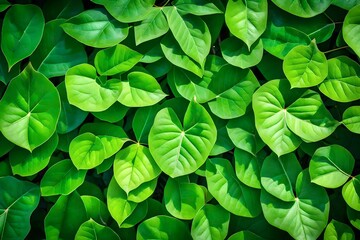 Nature of green leaf in garden at summer. Natural green leaves plants using as spring background cover page greenery environment ecology wallpaper 