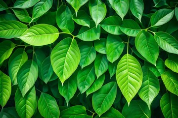 Fototapeta na wymiar Nature of green leaf in garden at summer. Natural green leaves plants using as spring background cover page greenery environment ecology wallpaper 