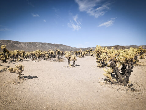 Chollo Cactus (cacti) in Joshua Tree National Park