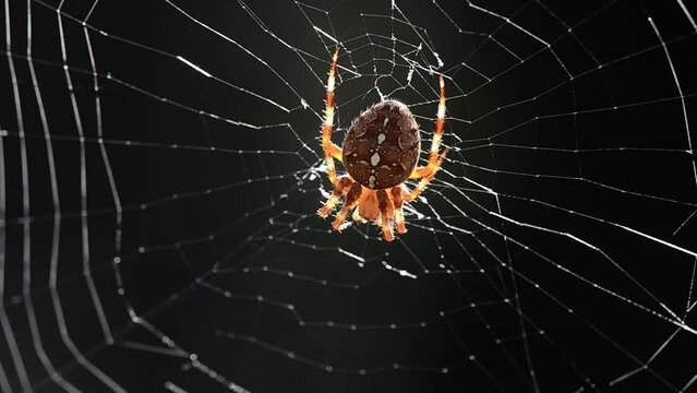 Spider sitting in his web on a sunny day with black background