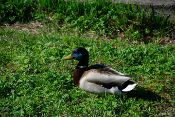duck on the grass