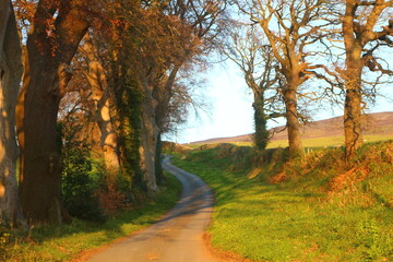 Obraz premium autumn in the forest