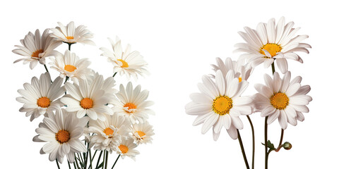 White daisy flowers photographed up close on transparent background
