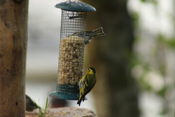 Naklejka premium bird on feeder