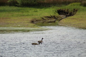 duck in the water