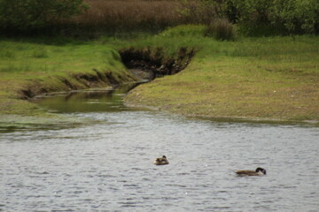 duck in the lake