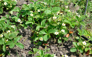 bushes of flowering strawberries in the garden, close-up