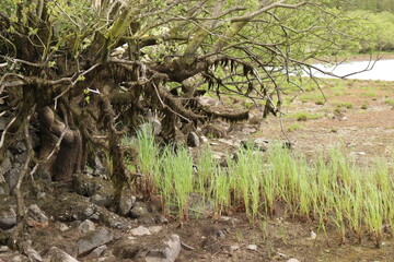 tree in the grass