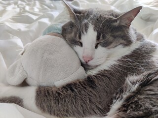 Chat sur un lit avec un doudou