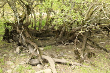 Fototapeta na wymiar roots in the forest