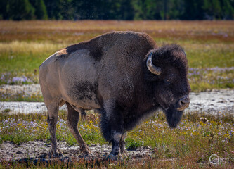 American Bison at Yellowstone National Park WY.