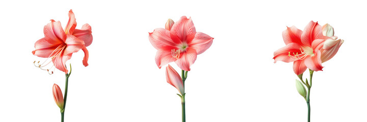 Red amaryllis blooming on a transparent background - obrazy, fototapety, plakaty