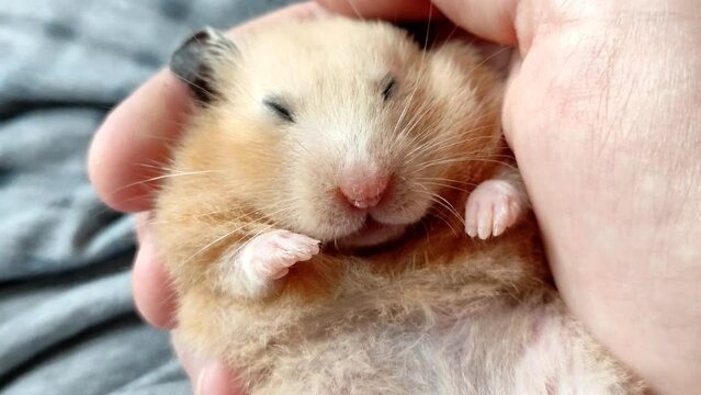 Cute golden syrian hamster sleeping on the palm of your hand
