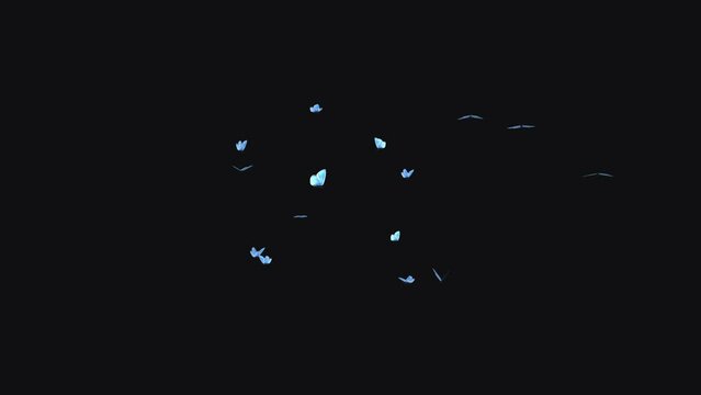 Butterfly Swarm - Blue Adonis - Flying Loop - LS - Realistic 3D animation effect with alpha channel on transparent background