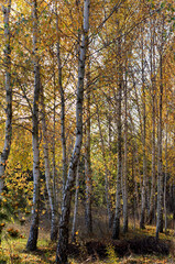 Fototapeta premium birches in the autumn forest