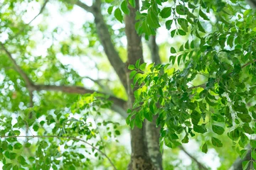 Fototapeten 木々・新緑・日差し © naka