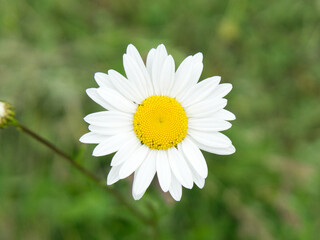 The concept of tenderness and tender attitude to loved ones. Chamomile. Closeup