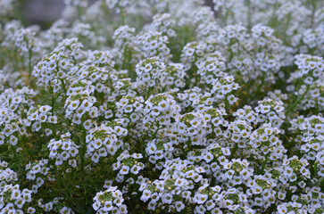  White blooming little flowers Aubrieta ‘Regado White’. Outdoors photo. Gardening , planting ,landscaping concept . 