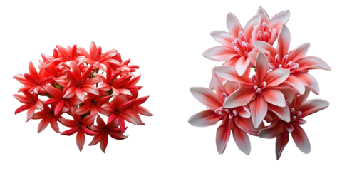 King Ixora blooming in red spike transparent background