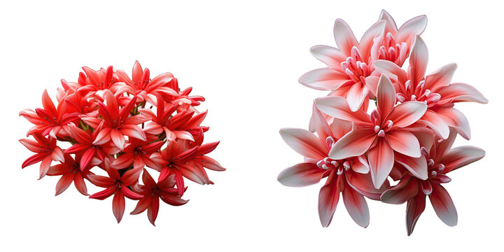 King Ixora blooming in red spike transparent background