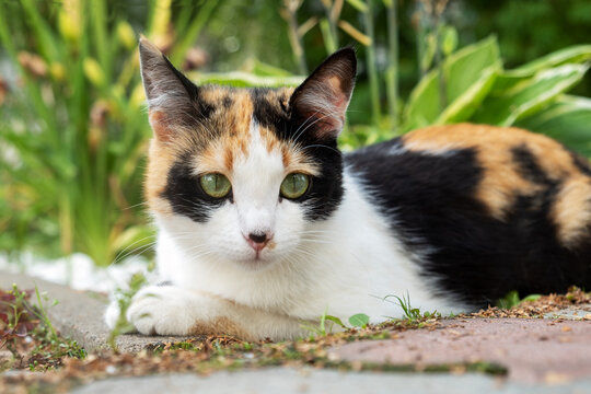 Cute young tricolor stray cat lies.