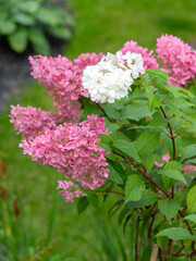 
Vertical view of lone white flower in blooming pink hydrangea bush in the end of summer