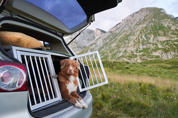 dog in box at car in a cage. Traveling with a pet by car. Nova scotia duck tolling retriever road...