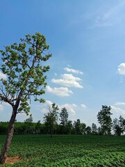 natural landscape sky trees cassava plantation
