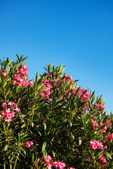 Beautiful summer pink flowers  in the blue sky  background on the sunny day.