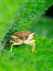 Halyomorpha halys