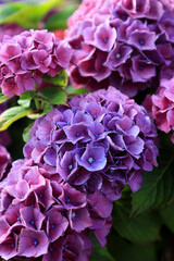 Beautiful violet and pink hydrangea or hortensia flower close up. Blooming Hydrangea macrophylla bushes.