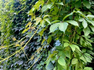 natural plant background. green wall of wild grape leaves close-up