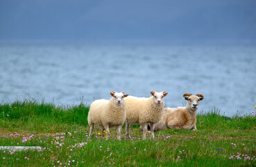 sheep and lamps on a meadow at the sea, on the peninsula Melrakkasletta in Iceland 