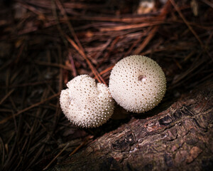 mushroom in the forest