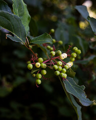 berries on a branch