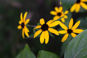 yellow flower in the garden