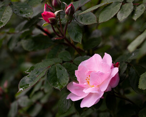 pink rose in the garden with rain