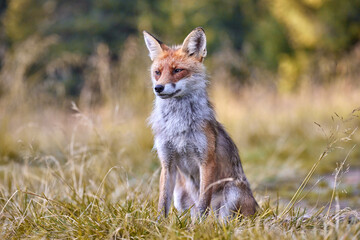 Red Fox on blurred background in natural habitat (Vulpes vulpes).